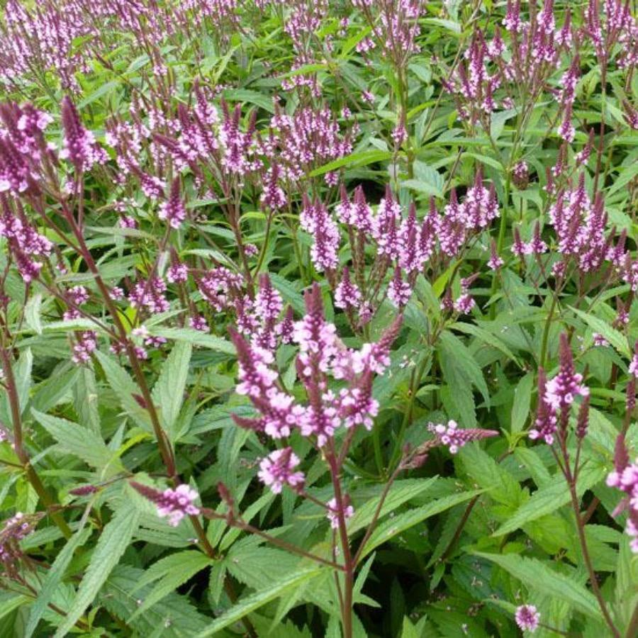 Verbena hasata "Rosea" 0.20 - 0.30 m by Gradina Noastra