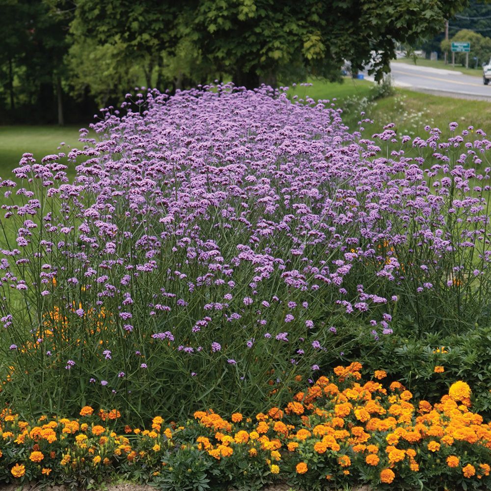Verbena bonariensis "Lollipop"