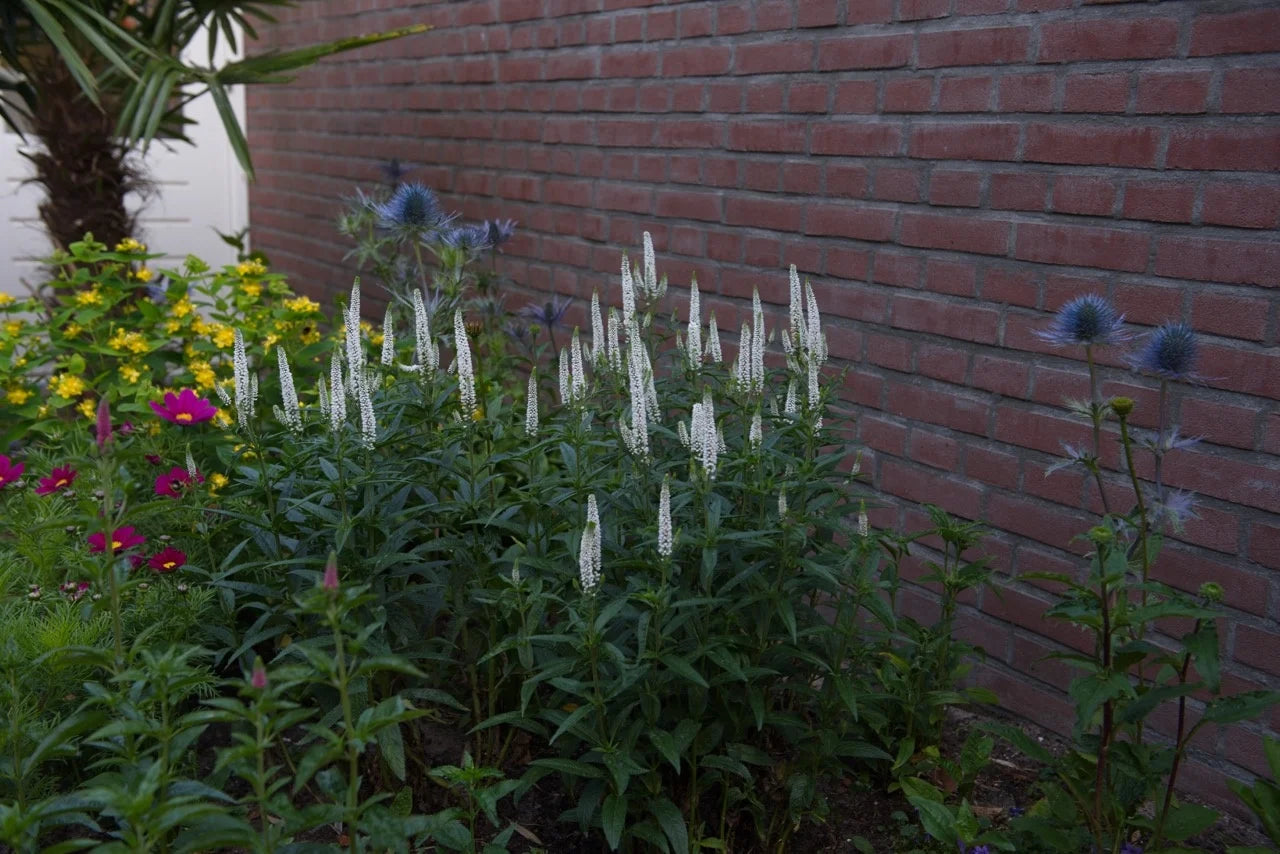 Veronica spicata "First Lady"