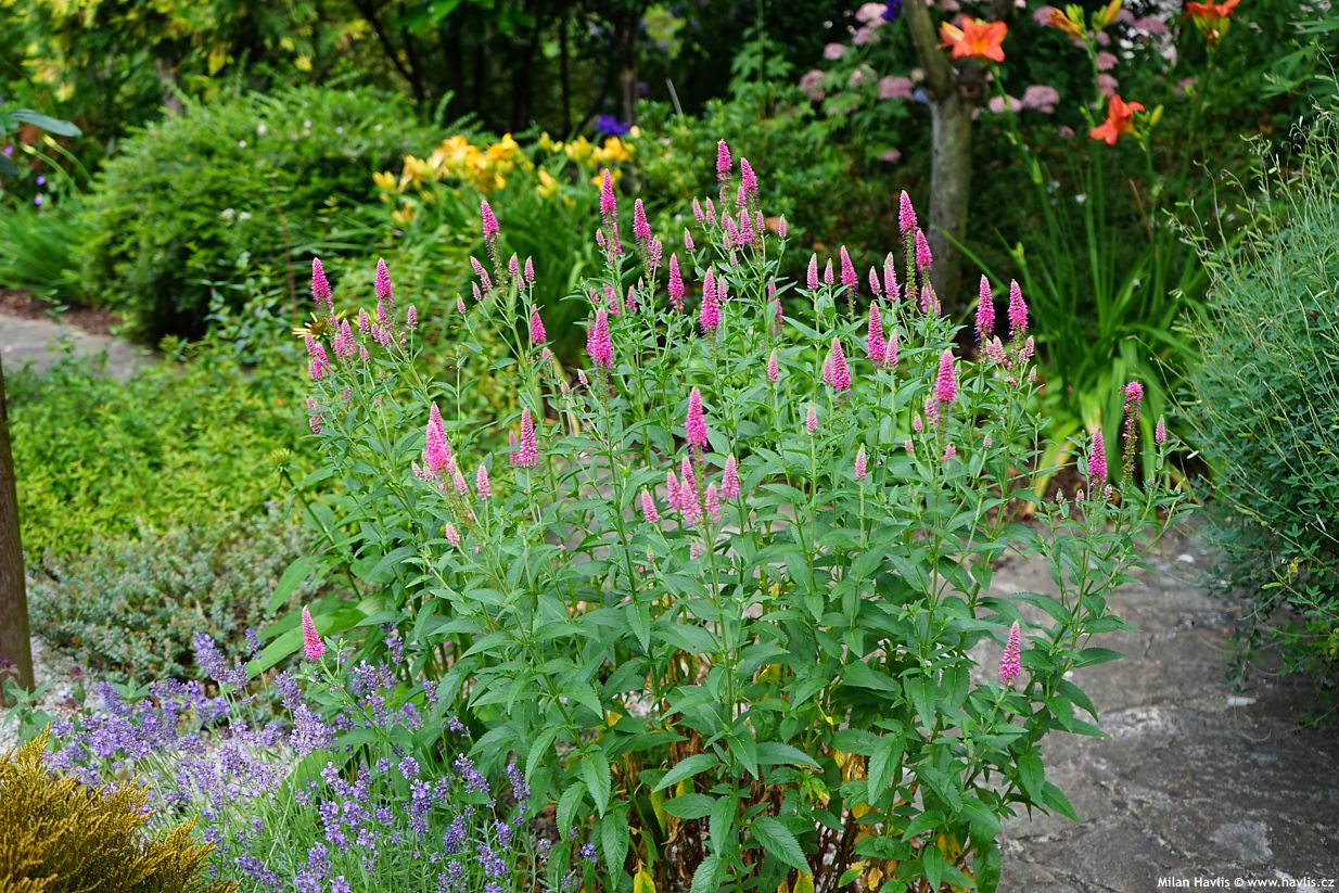 Veronica spicata "First Love"