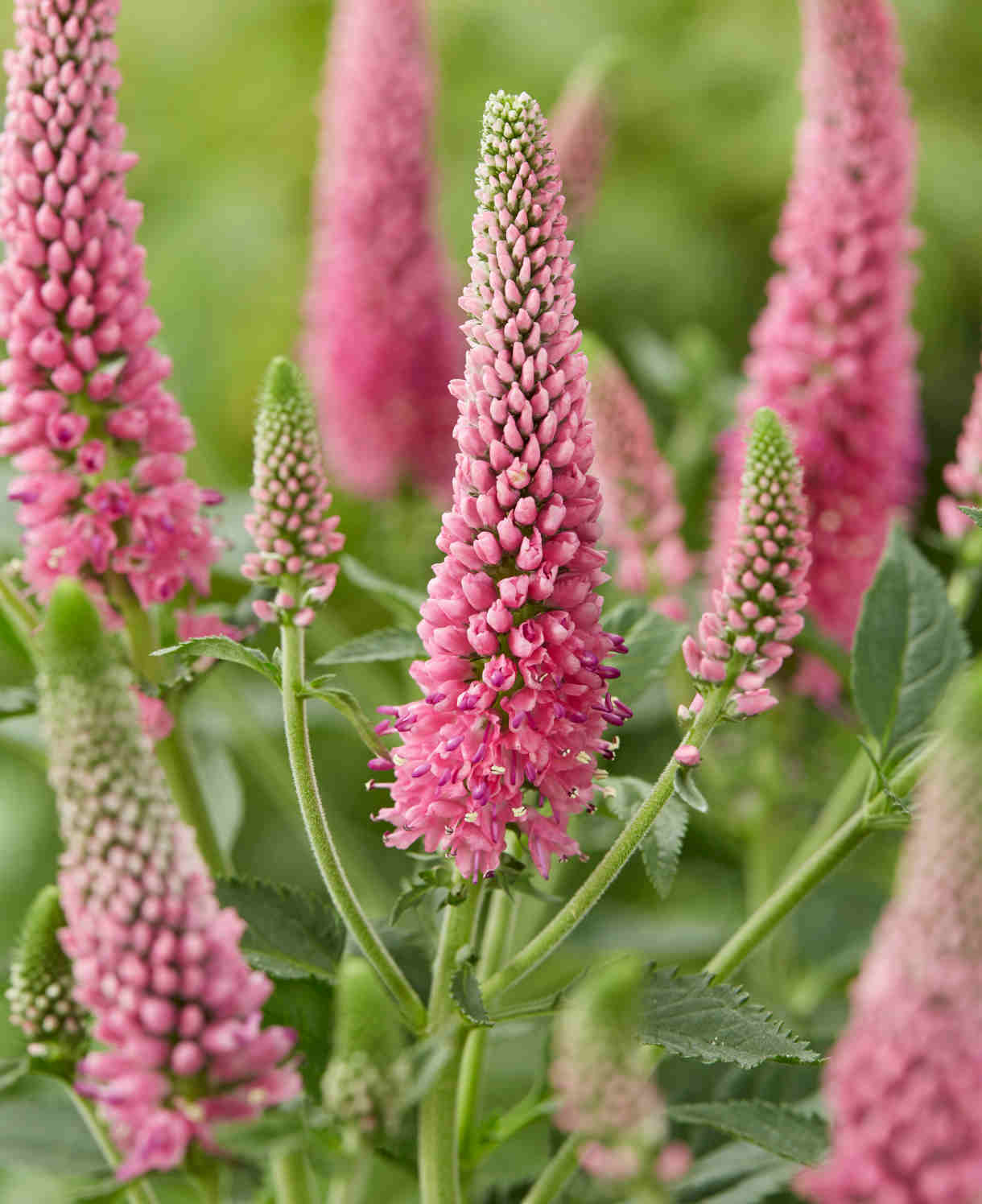 Veronica spicata "First Love"