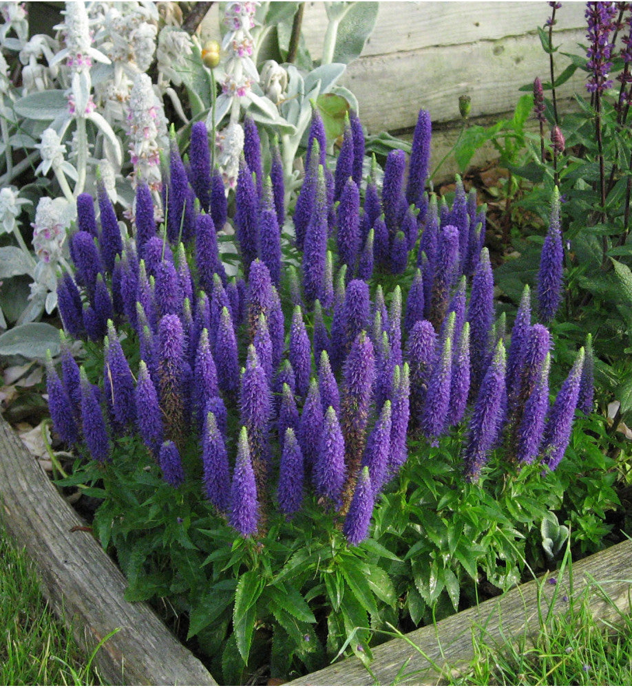Veronica "Rroyal Candles" 0.10 - 0.20 m by Gradina Noastra