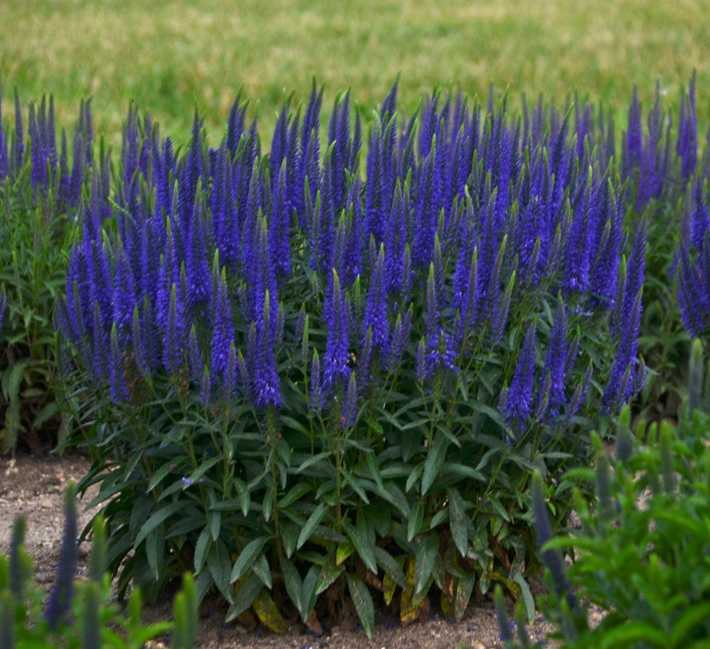 Veronica "Blue Indigo" 0.10 - 0.20 m by Gradina Noastra