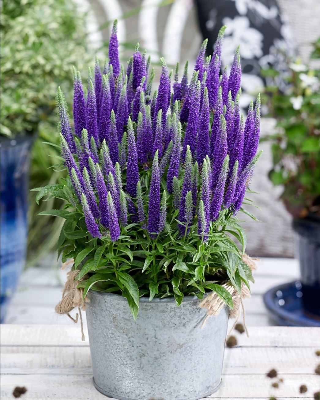 Veronica "Rroyal Candles" 0.10 - 0.20 m by Gradina Noastra