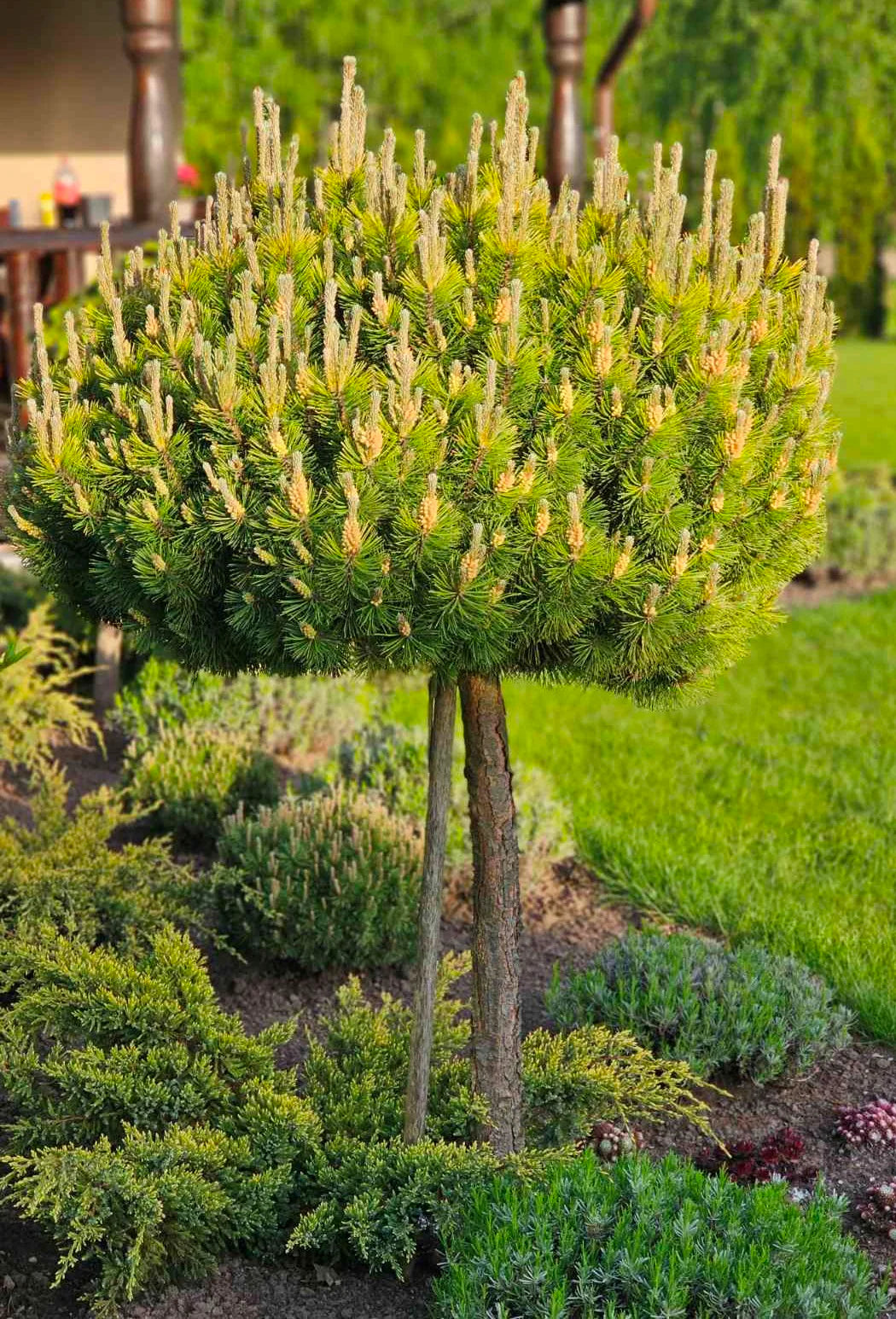 Pin pitic "Winter Gold" pomisor / Pinus mugo "Winter Gold" /