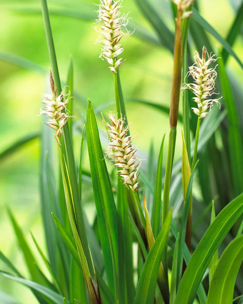 Carex morrowii "Irish green" - Gradina Noastra