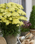 Achillea millefolium "Sunny Seduction" ® 0.10 - 0.20 m by Gradina Noastra