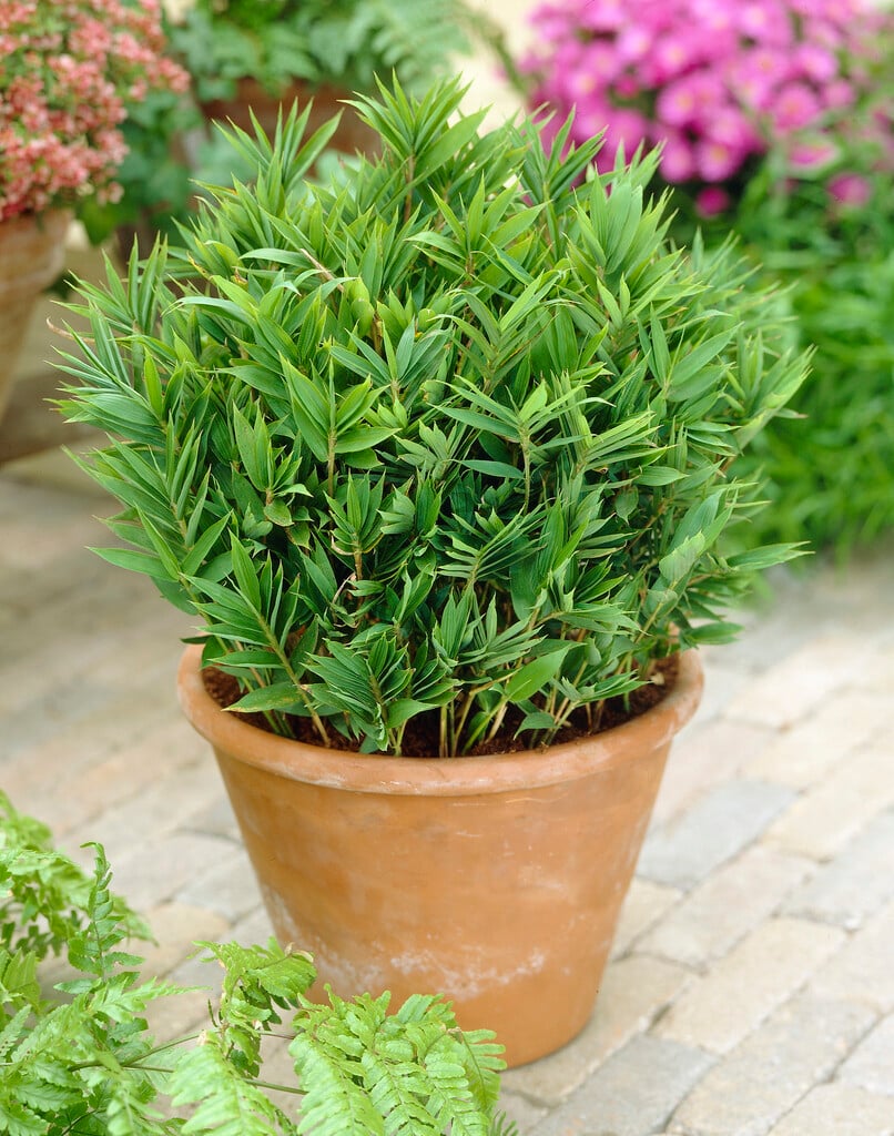 Bambus vesnic verde pitic / Pleioblastus pygmaeus "Distichus" /