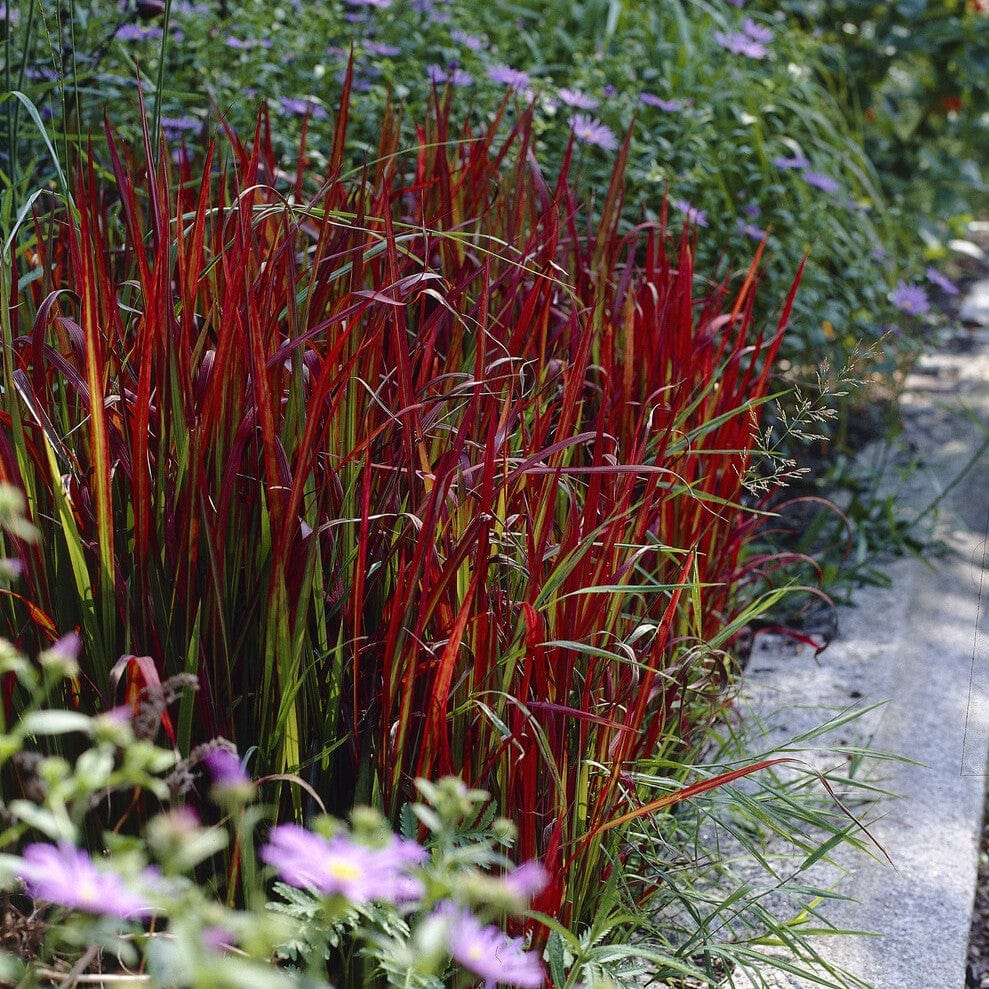 Imperata "Red Baron" / Imperata cylindrica "Red Baron"/ - Gradina Noastra