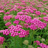 Achillea millefolium "Lilac Beauty" 0.10 - 0.20 m by Gradina Noastra