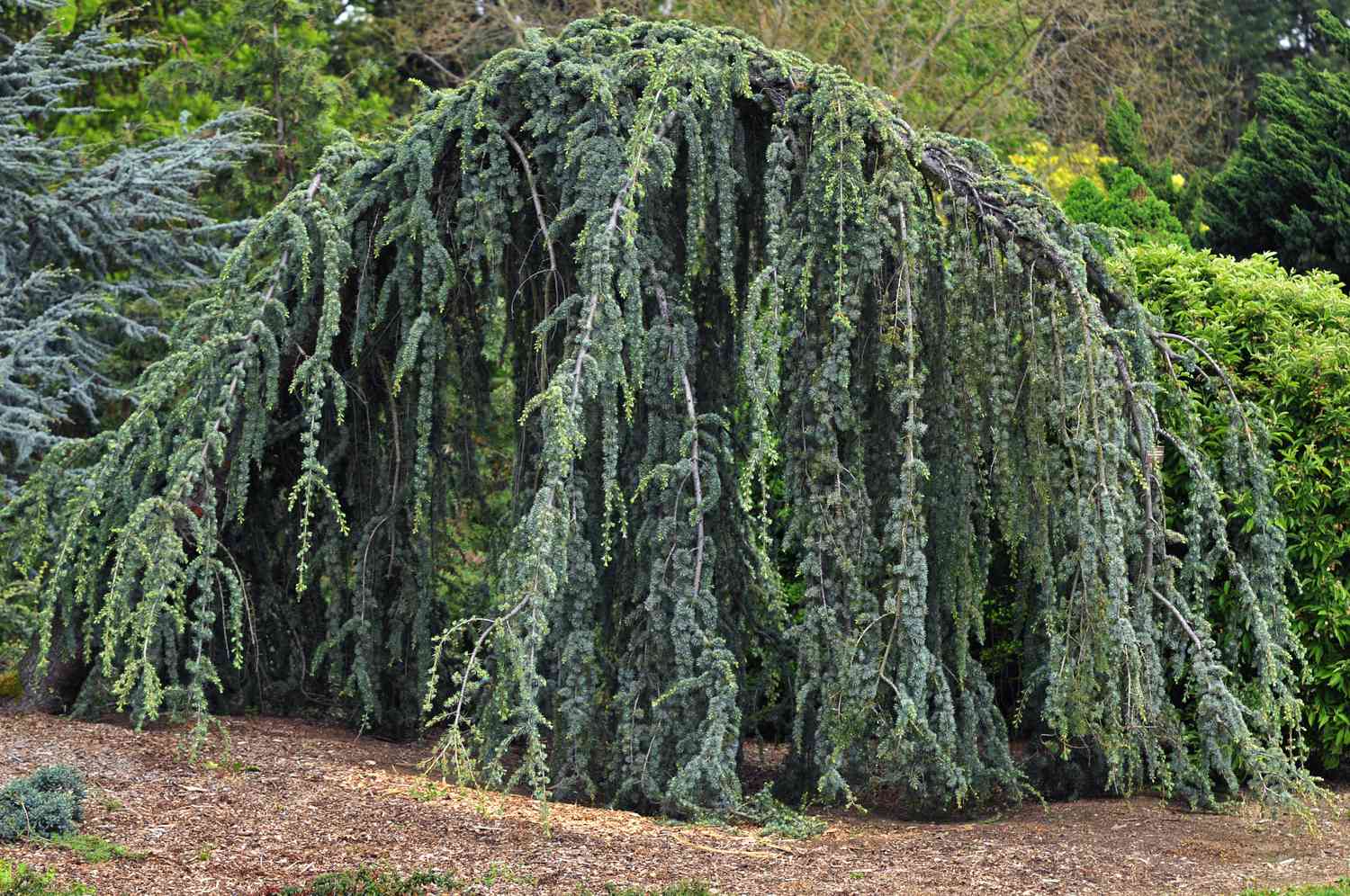 Cedru argintiu curgator 1.25 - 1.50 m / Cedrus atlantica "Glauca Pendula" / by gradina-noastra