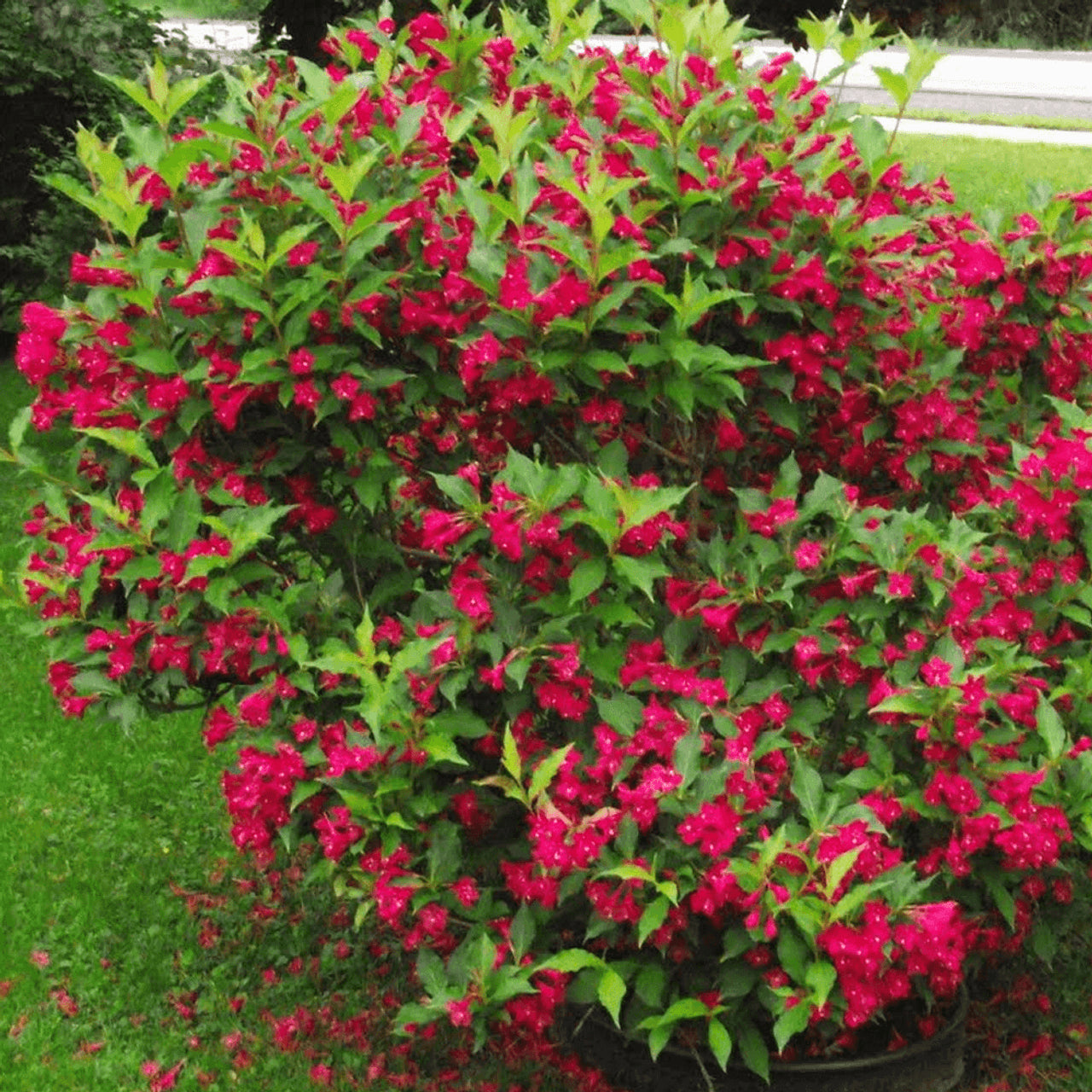 Weigela 0.40 - 0.50 mix / Weigela florida "Purpurea", "Nana Variegata", "Red Prince" /