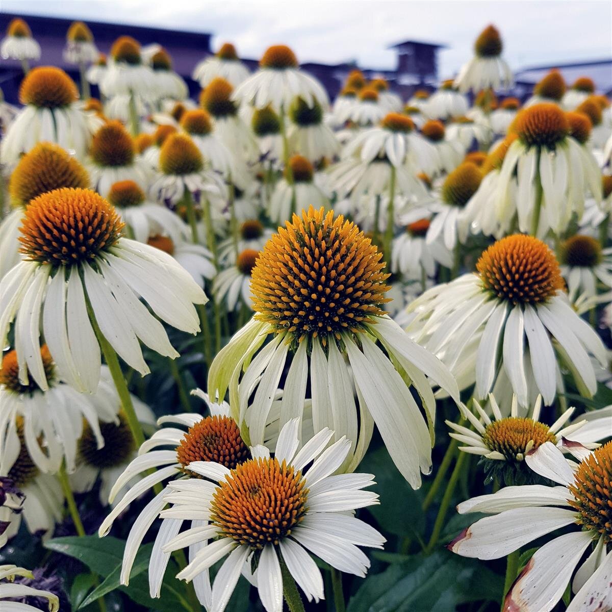 Echinacea purpurea &