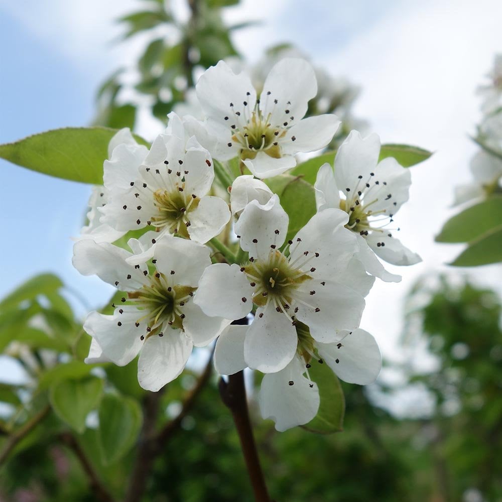 Par „Kaiser” 1.80 - 2.30 m / Pyrus communis „Kaiser” / by gradina-noastra