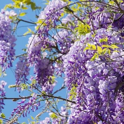 Glicina chinezească "Yokahama Fuji" 2.00 m / Wisteria chinensis "Yokahama Fuji"/ by gradina-noastra