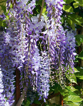 Glicina chinezească "Prolific" 2.00 m  / Wisteria chinensis  "Prolific"/ - Gradina Noastra
