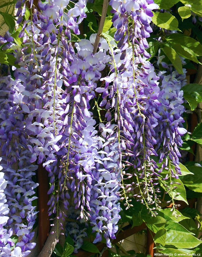 Glicina chinezească "Prolific" 2.00 m / Wisteria chinensis "Prolific"/ - Gradina Noastra