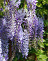 Glicina chinezească "Prolific" 2.00 m  / Wisteria chinensis  "Prolific"/ - Gradina Noastra