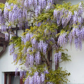 Glicina chinezească "Prolific" 2.00 m  / Wisteria chinensis  "Prolific"/ - Gradina Noastra