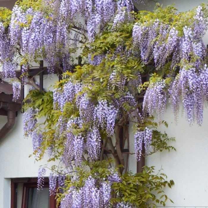 Glicina chinezească "Prolific" 2.00 m / Wisteria chinensis "Prolific"/ - Gradina Noastra