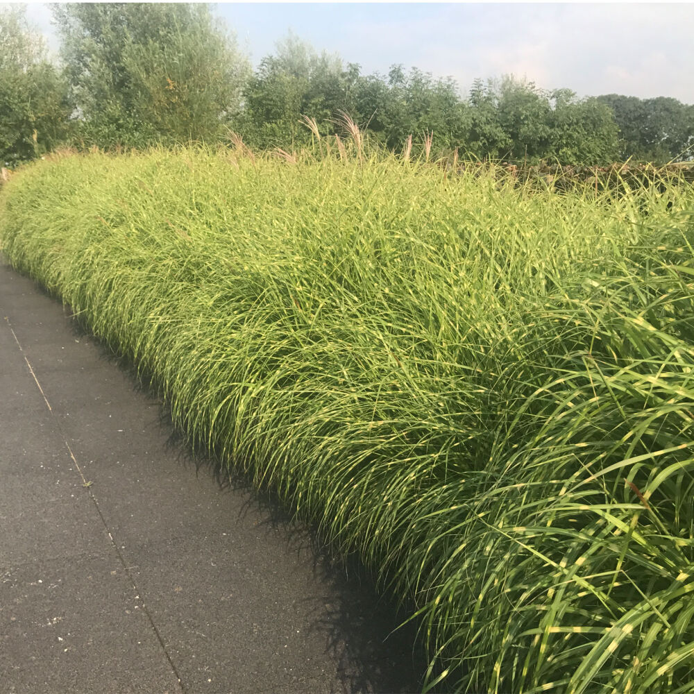 Iarba elefantului "Strictus" 0.20 - 0.30 m / Miscanthus sinensis "Strictus" / by gradina-noastra
