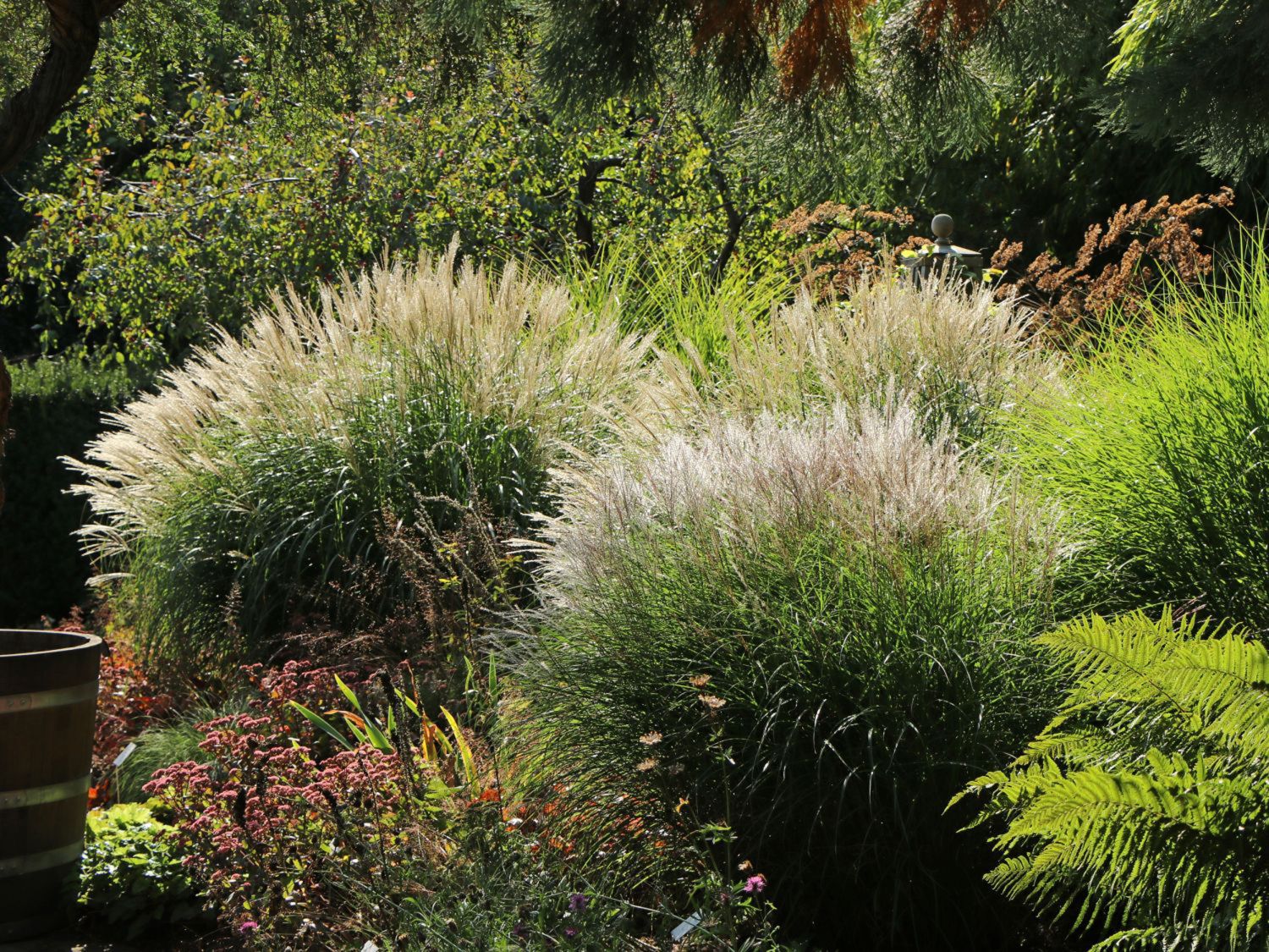Iarba elefantului "Adagio" / Miscanthus sinensis "Adagio" / - Gradina Noastra