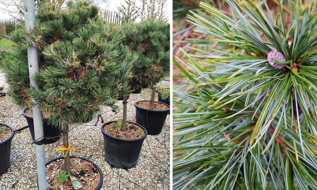 Pin strob "Nana" 1.00 - 1.50 m / Pinus strobus "Nana" / gradina-noastra