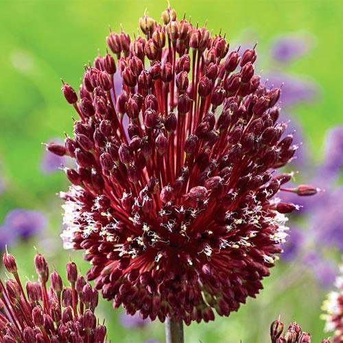 Allium amethystinum "Red Mohican" Gradina Noastra
