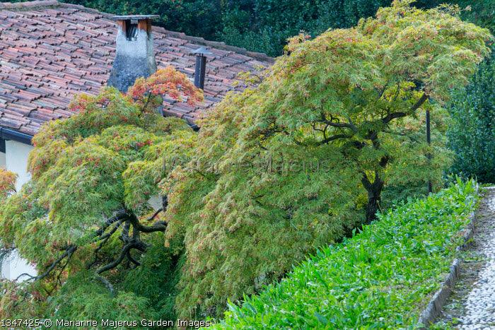 Artar japonez "Viridis" 1.70 - 2.00 m / Acer palmatum dissectum "Viridis" / gradina-noastra