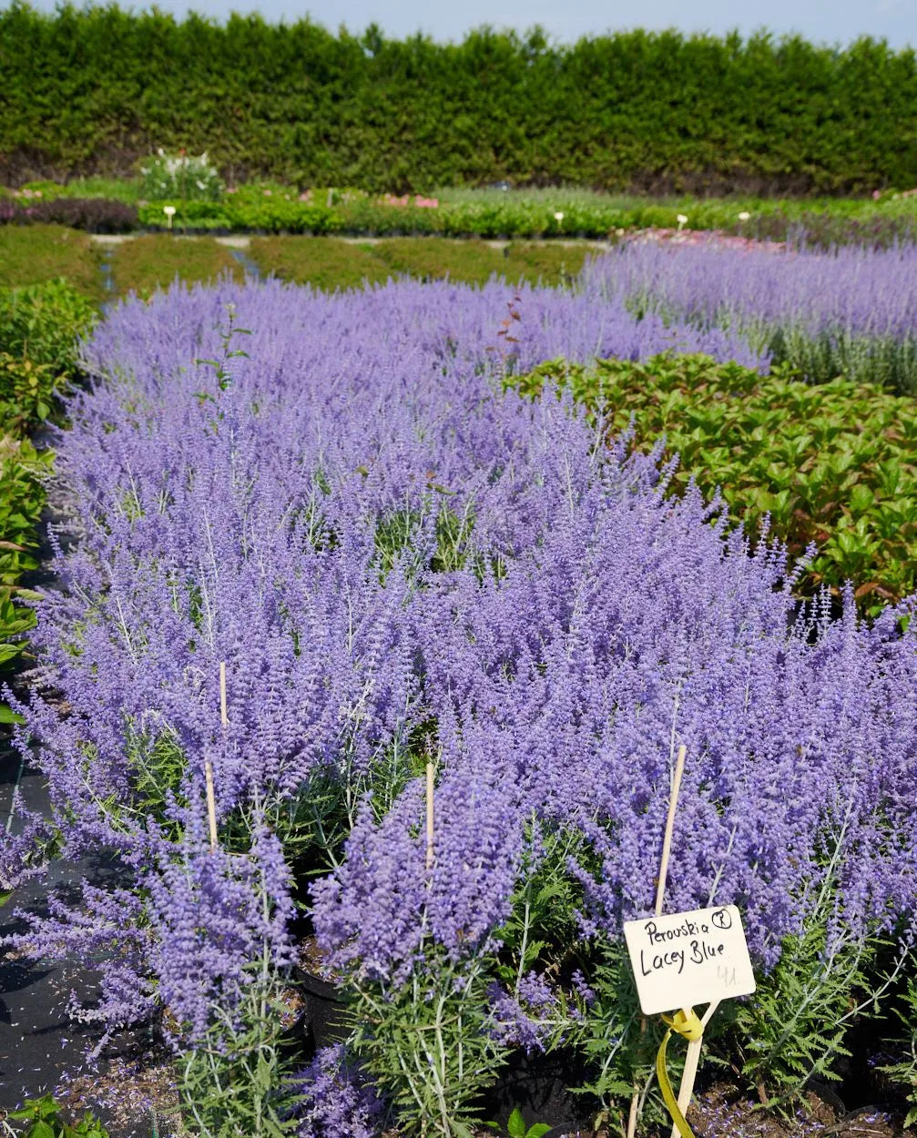 Salvie rusească "Lacey Blue" /Perovskia atriplicifolia "Lacey Blue"/ by Gradina Noastra