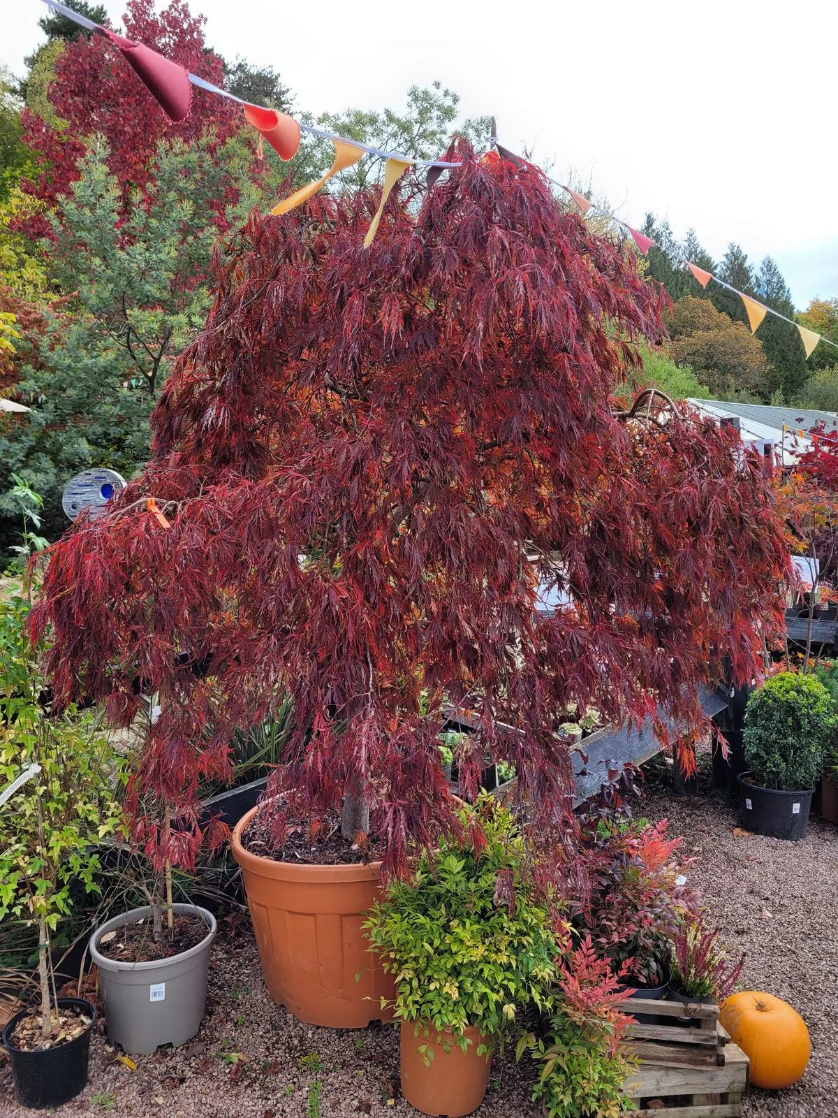 Artar japonez curgator „Crimson Queen 0.80 - 1.20 m / Acer palmatum dissectum „Crimson Queen” / - Gradina Noastra