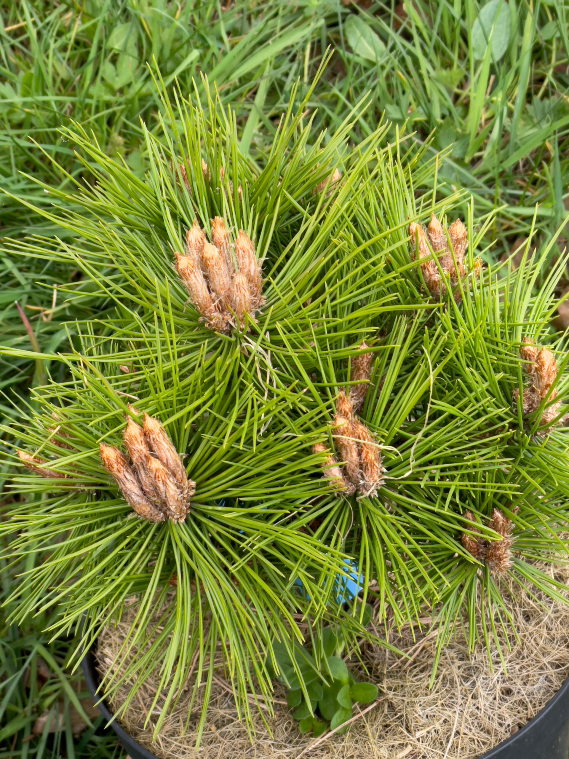 Pin rosu japonez "Low Glow" 0.80 - 1.00 m / Pinus densiflora "Low Glow" / by gradina-noastra