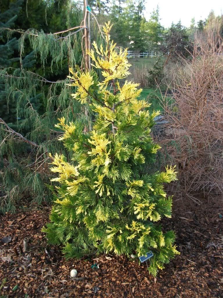 Cedrul de California variegat 1.50 - 1.70 m / Calocedrus decurrens "Aureovariegata"/ gradina-noastra