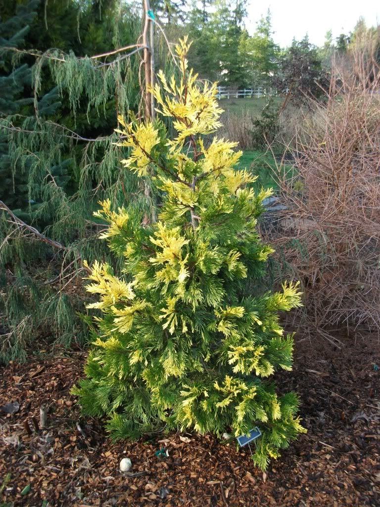 Cedrul de California variegat 1.50 - 1.70 m / Calocedrus decurrens &quot;Aureovariegata&quot;/ gradina-noastra