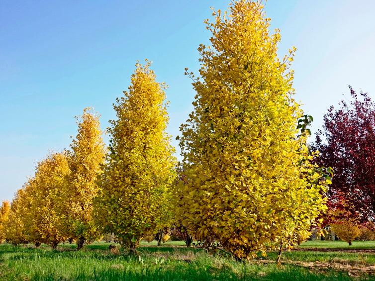 Arborele pagodelor "Fastigiata Blagon" 2.00 - 2.50 m / Ginkgo Biloba "Fastigiata Blagon" / gradina-noastra