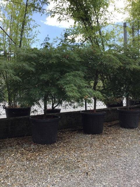 Artar japonez "Viridis" 1.50 - 1.70 m / Acer palmatum dissectum "Viridis" / gradina-noastra