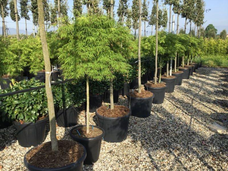 Artar japonez "Viridis" 1.50 - 1.70 m / Acer palmatum dissectum "Viridis" / gradina-noastra