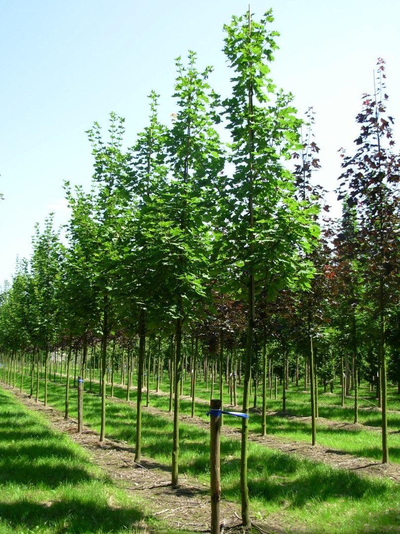 Paltin "Cleveland" 3.00 - 4.00 m / Acer platanoides "Cleveland"/ gradina-noastra