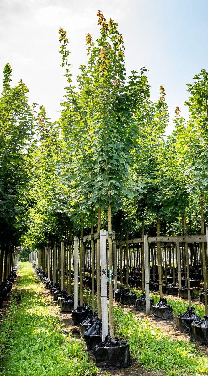 Paltin "Cleveland" 3.00 - 4.00 m / Acer platanoides "Cleveland"/ gradina-noastra