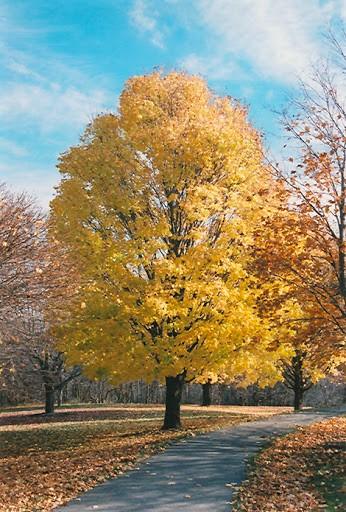 Paltin "Cleveland" 3.00 - 4.00 m / Acer platanoides "Cleveland"/ gradina-noastra