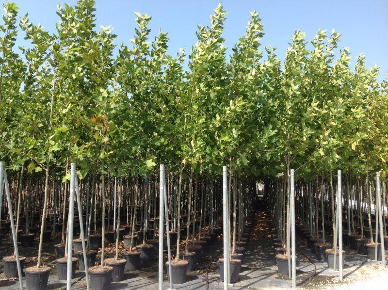 Platan 5.00 - 6.00 m / Platanus x acerifolia / gradina-noastra