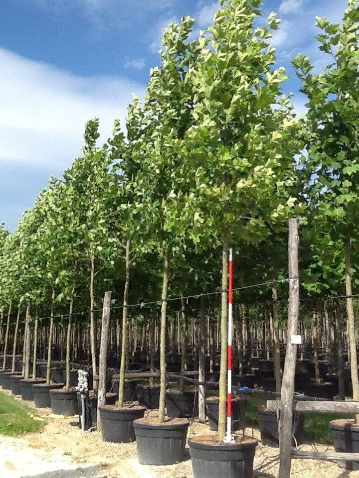 Platan 5.00 - 6.00 m / Platanus x acerifolia / gradina-noastra