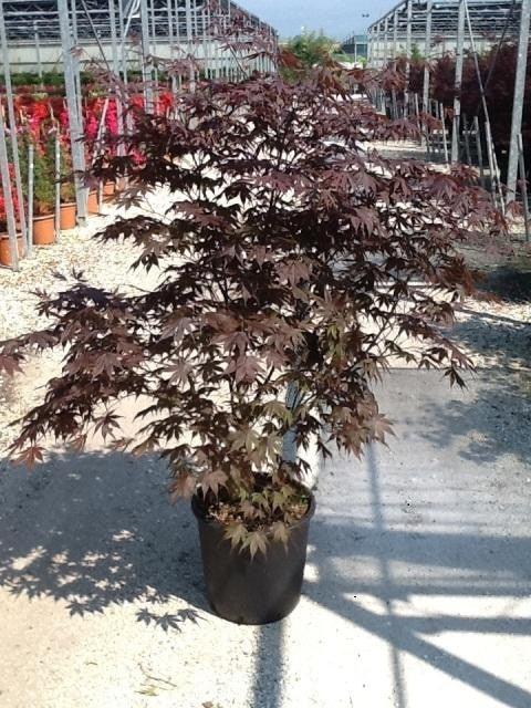 Artar japonez "Bloodgood" 1.50 - 1.70 m / Acer palmatum "Bloodgood" / gradina-noastra