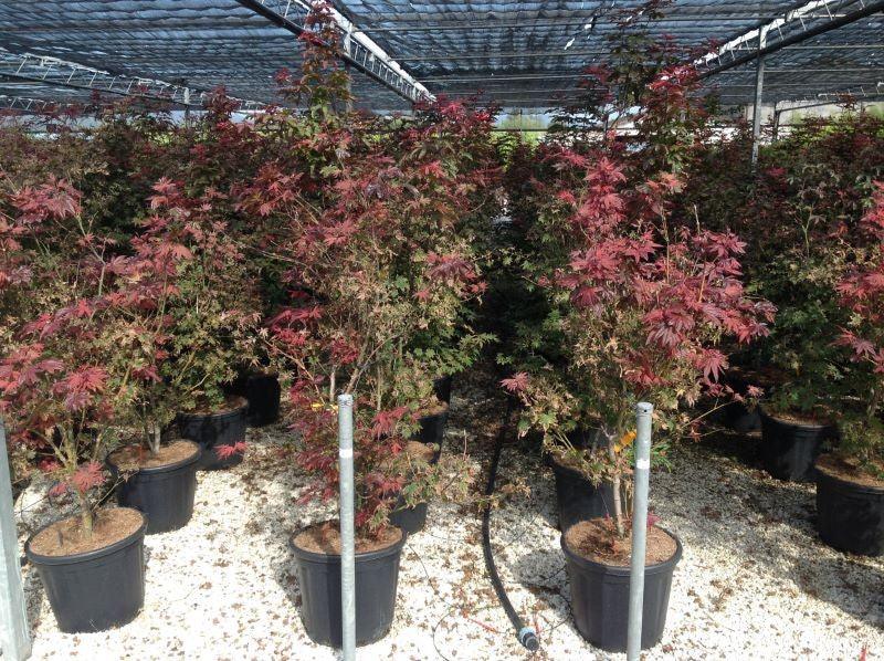 Artar japonez "Bloodgood" 1.50 - 1.70 m / Acer palmatum "Bloodgood" / gradina-noastra