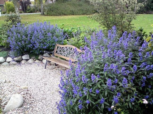 Caryopteris ”Heavently Bleu ” 0.30 - 0.50 m / Caryopteris x clandonensis ” Heavently Bleu ” / gradina-noastra