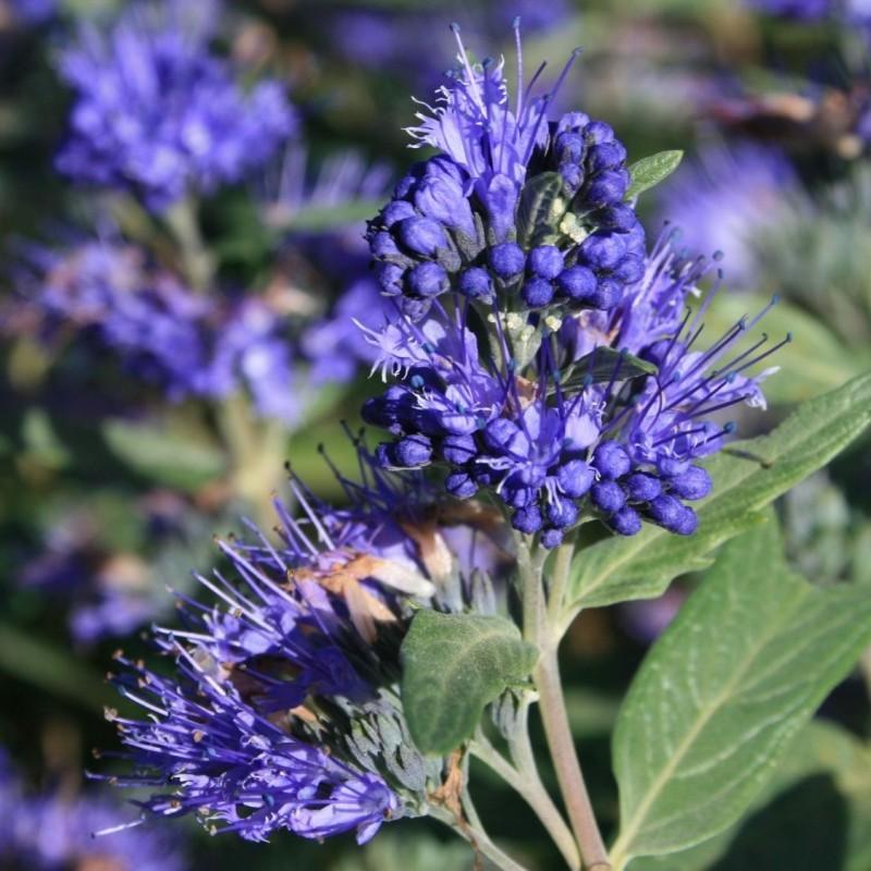 Caryopteris ”Heavently Bleu ” 0.30 - 0.50 m / Caryopteris x clandonensis ” Heavently Bleu ” / gradina-noastra