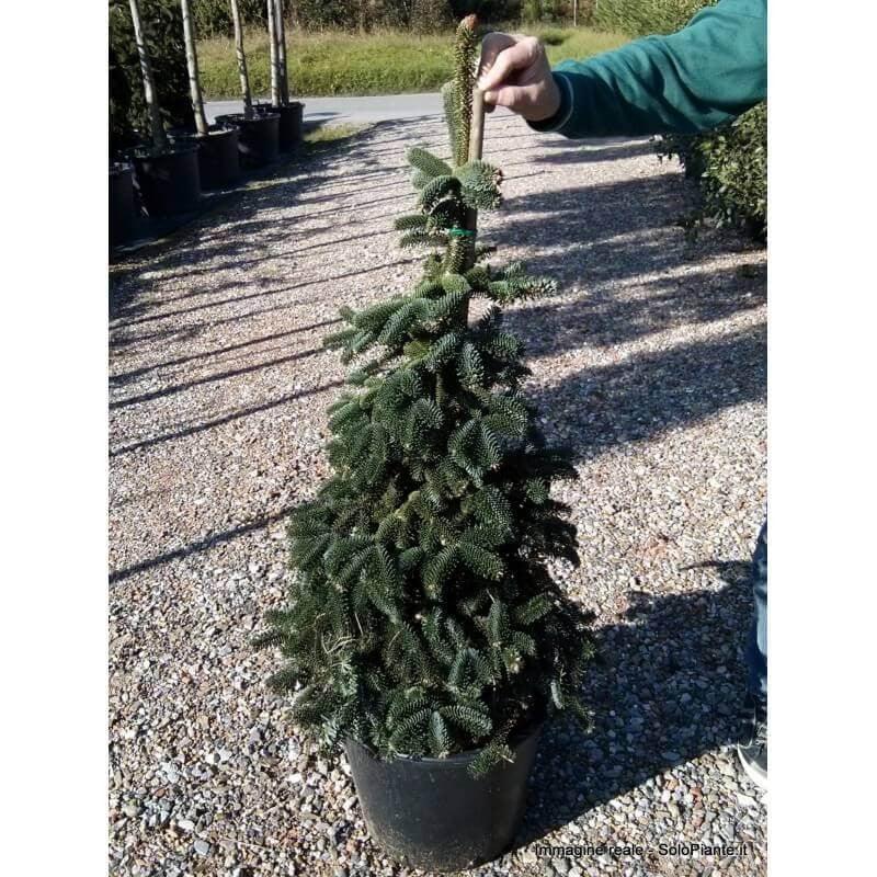Brad Algerian 1.00 - 1.30 m / Abies numidica / gradina-noastra