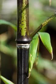 Bambus negru 1.50 -2.00 m / Phyllostachys nigra / gradina-noastra