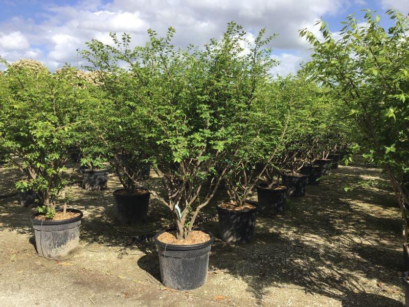 Euonymus alatus multitulpinal 1.20 - 1.50 m / Euonymus alatus / gradina-noastra