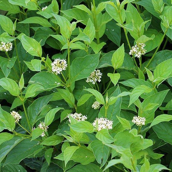 Corn „Flaviramea" 0.80 -1.00 m / Cornus stolonifera „Flaviramea"/ gradina-noastra